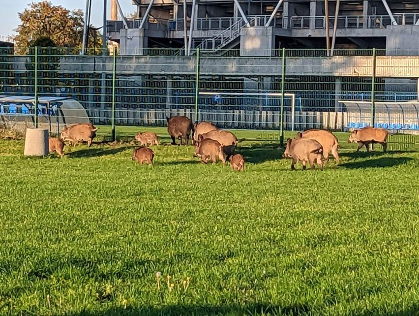 Stado dzików na bocznym boisku Stali Rzeszów [ZDJĘCIA]