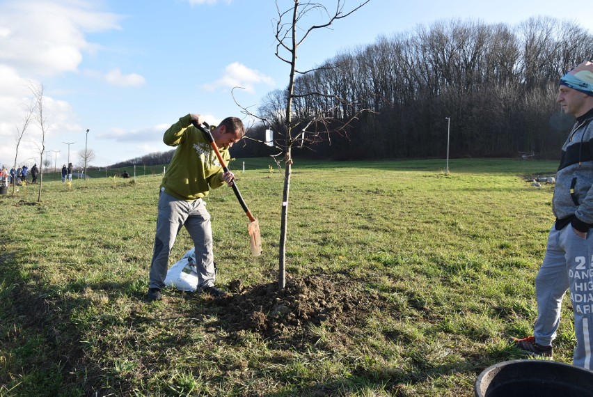 Mieszkańcy Tarnowa społecznie sadzili drzewa na Górze św. Marcina 