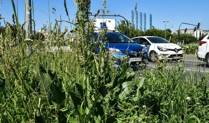 Zarośnięte rondo Skrzetuskie stanowi zagrożenie dla...