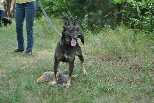 Pinia jest najstarszą podopieczną przytuliska. Przy ul. Leśnej mieszka od sierpnia 2010 roku i praktycznie nie ma szans na adopcję. Chcecie jej pomóc?