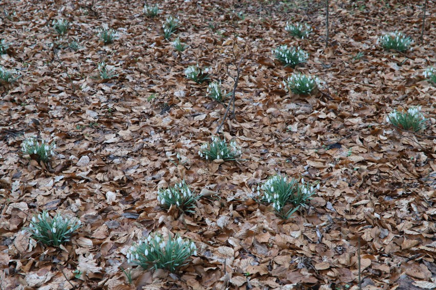 1 kwietnia można wybrać się na pierwszy wiosenny spacer do Ogrodu Botanicznego