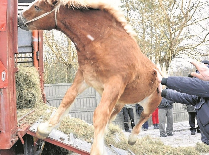 Petycję przeciwko ubojowi i wywozowi polskich koni na rzeź...