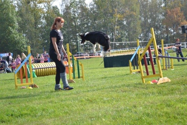 Wystawa psów rasowych w Gliwicach. Blisko tysiąc zwierząt