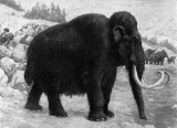 Z historii Lublina: Kieł mamuta na budowie 