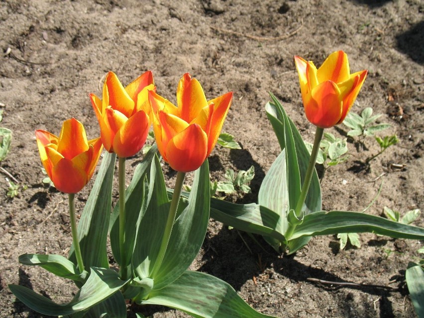 Tulipany
Cebule tulipanów najlepiej czują się w gruncie.