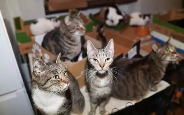 Do wirtualnej skarbonki z przeznaczeniem na leczenie niemal stu uratowanych w Koszalinie kotów w ciągu doby trafiło prawie 7 tys. zł.