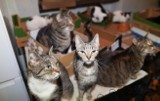 Koty odebrane fundacji z Koszalina żyły w fatalnych warunkach. Potrzebna jest pomoc