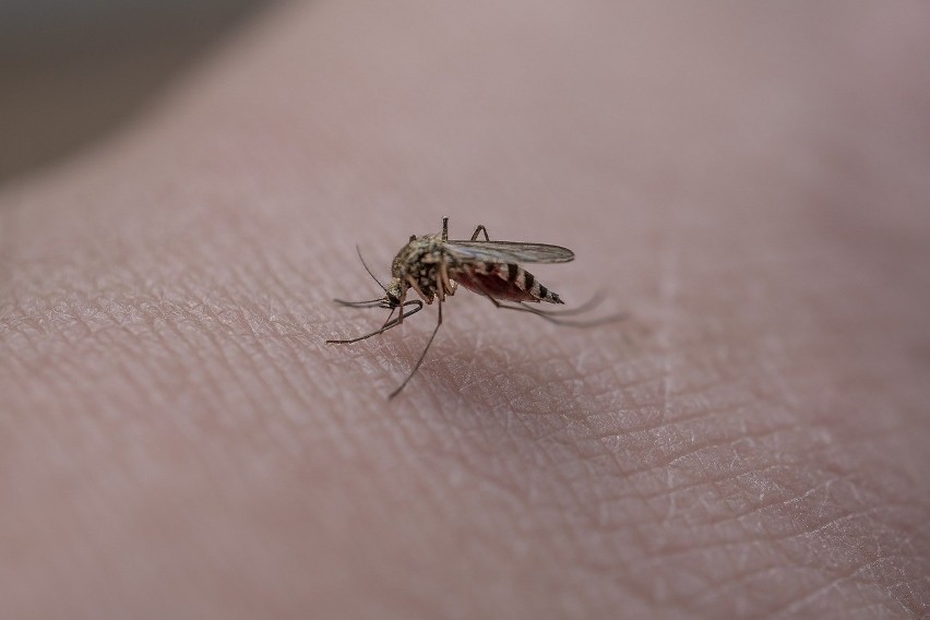 Kopruch - komar