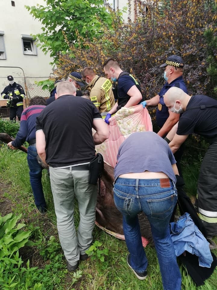 Łoś biegał po Wrocławiu. Udało się go złapać na Wielkiej Wyspie [ZDJĘCIA]