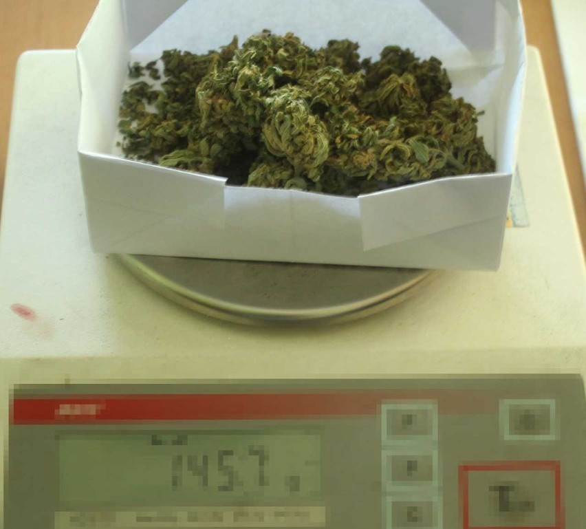 Policjanci z Namysłowa zabezpieczyli marihuanę, krzaki...