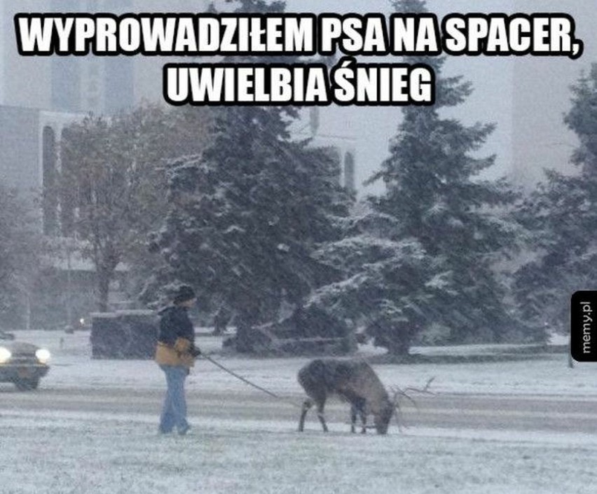 MEMY o śnieżycy w Polsce. Zima zaatakowała na dobre, a...