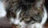 Łomża: Spółdzielnia Mieszkaniowa "Perspektywa". Bezdomne koty dostały... budy 