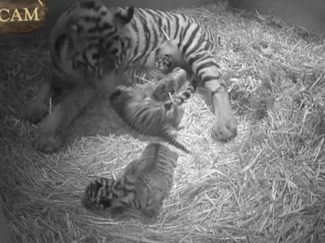 W londyńskim zoo na świat przyszły trzy tygrysy sumatrzańskie.