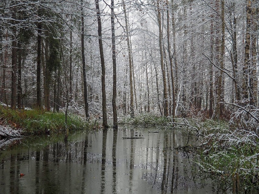 „Woda w zimowym lesie” Wojciecha Młynarskiego była jednym z...