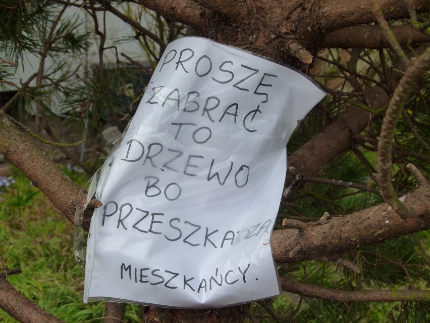 Drzewo niespodzianka w ogródku na wrocławskim Sępolnie