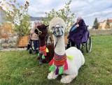 Seniorzy spędzili dzień z... alpakami. Urocze zwierzęta odwiedziły Dom Pomocy Społecznej w Poznaniu