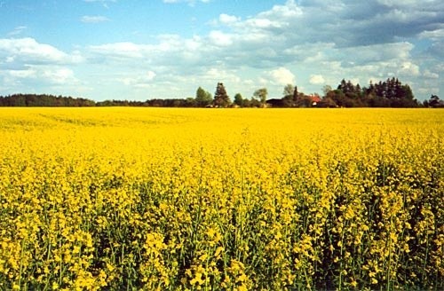 Rolnicy przewidują znacznie niższe plony z powodu suszy.