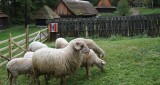 Owce i kozy pojawiły się w skansenie. Powstaje sektor pasterski