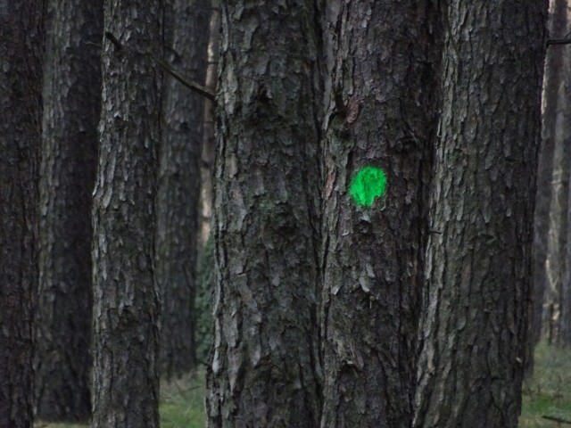 Zielona kropa – prawdopodobnie indywidualne oznakowanie leśniczego, ew. obcy znak