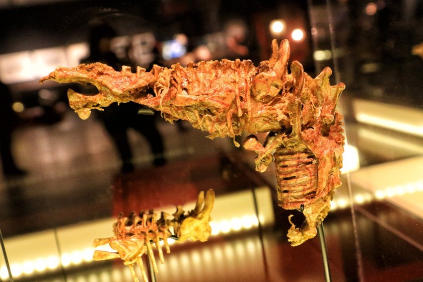 Więcej na temat wystawy Cronenberga