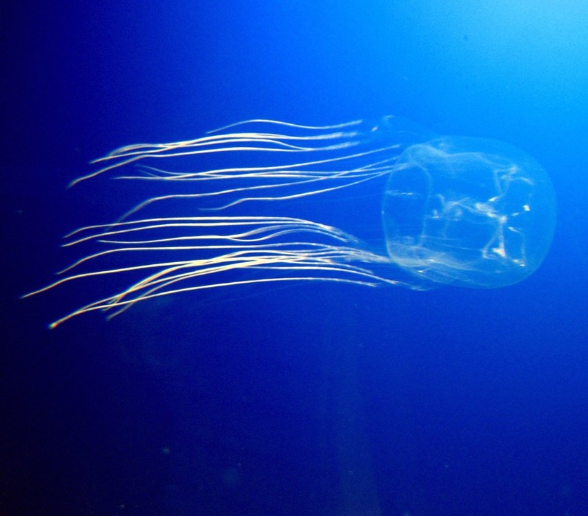 Ta śmiertelnie niebezpieczna dla człowieka meduza stanowi...
