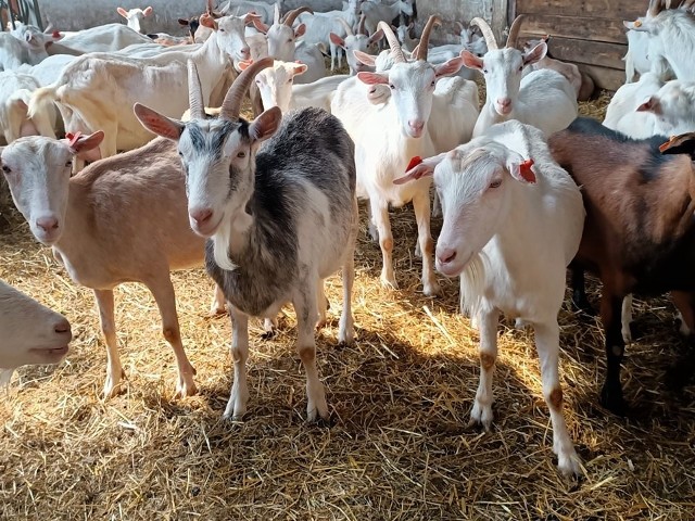 Podczas pikniku w Grodzisku koło Rzgowa dzieci będą mogły pogłaskać mieszkające w gospodarstwie Groser kozy i owce