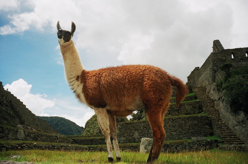 I jeszcze raz Machu Picchu i jego współczesna mieszkanka