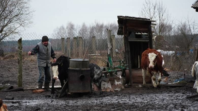 Rolnicy. Podlasie. U słynnych rolników przygotowania do...