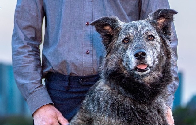 Toby Heaps wystartuje w wyborach na burmistrza Toronto w imieniu swojego psa. Czy zwierzę wygra?