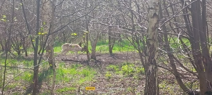 Wejherowo. Strażnicy miejscy ze strażakami uratowali daniela [ZDJĘCIA]