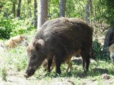 17 dzików w powiecie sztumskim padło na afrykański pomór świń. Hodowcy trzody chlewnej muszą być ostrożni. Jak poważna jest sytuacja?