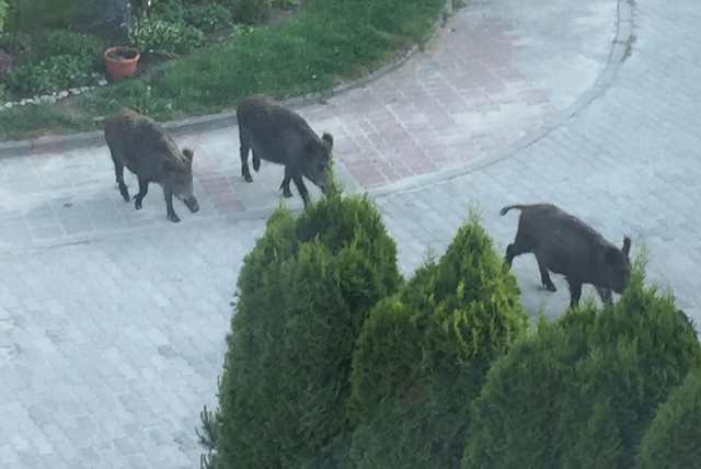 O tym, że dziki coraz chętniej zapuszczają się w głąb Koszalina pisaliśmy już wielokrotnie. Tylko w tym roku mieszkańcy informowali nas, że te dzikie zwierzęta były widziane na Rokosowie, na ul. Karłowicza, czy ul. Lelewela. W niedzielę rano otrzymaliśmy zdjęcia od kolejnego Internauty, który zdjęcia trzem dzikom zrobił na ul. Kopernika. Więcej:Wataha dzików przed blokami przy ulicy Karłowicza w Koszalinie. Spacerowicze stali jak wryci [ZDJĘCIA]Poranny spacer dzików w Koszalinie [ZDJĘCIA INTERNAUTY]Zobacz także: Dziki na Rokosowie[