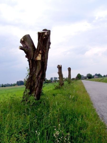 Przycięte drzewa na drodze łączącej Sieciechów i Łoje. Mieszkaniec Sieciechowa oskarża wójta o ich zniszczenie.