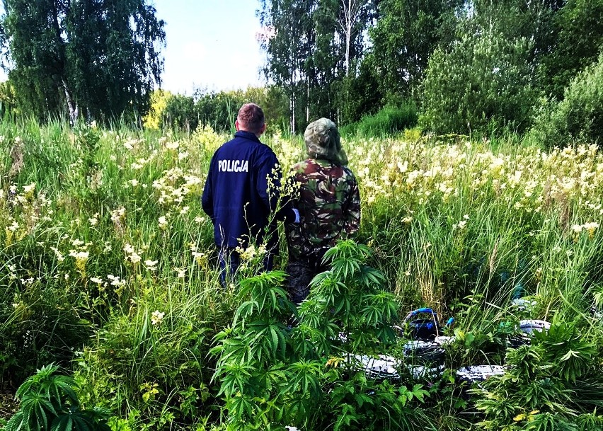 Gmina Wasilków. Plantacja konopi indyjskich zlikwidowana