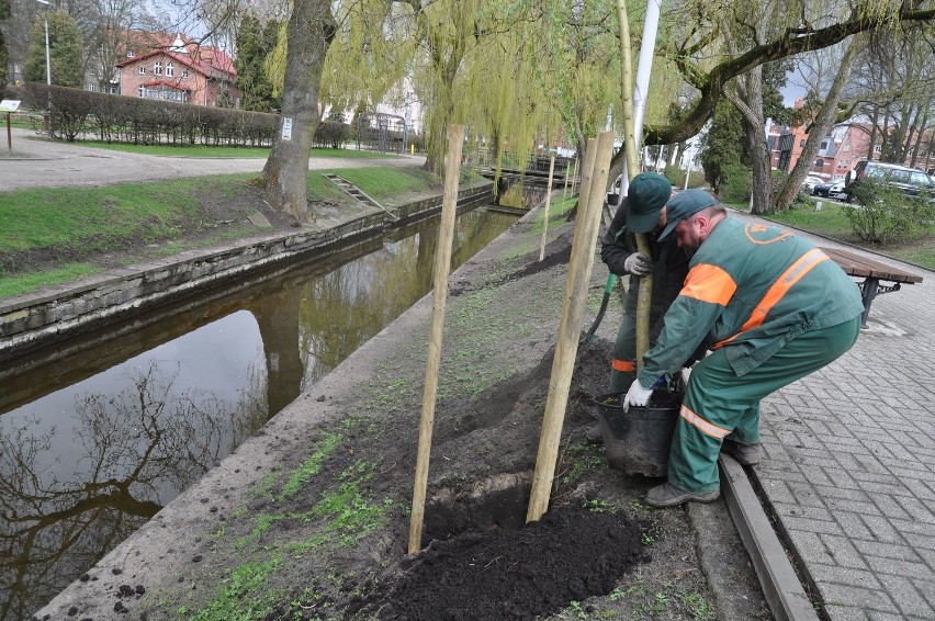 Nasadzenia nad Niezdobną, która oficjalnie nazywa się...