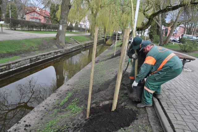 Nasadzenia nad Niezdobną, która oficjalnie nazywa się Nizica, ale mieszkańcy Szczecinka spolszczyli jej niemiecką nazwę Niesedop