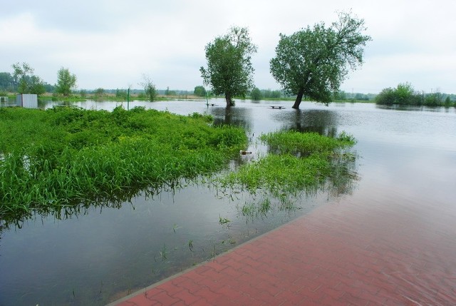 W Białobrzegach woda zabrała już szlaki spacerowe nad Pilicą. Na całym odcinku przez powiat białobrzeski tworzą się coraz większe rozlewiska.