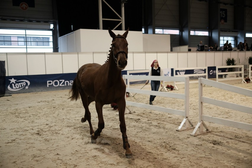 Cavaliada 2017 - zobacz najpiękniejsze konie ras szlachetnych [ZDJĘCIA]