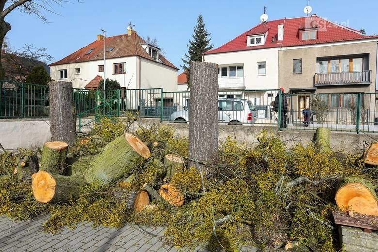 Wycinka przy ulicy Reymonta to element większej całości. O przegląd drzewostanu proszono samorządy w całej Polsce