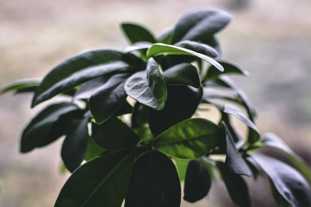 Poznaj sposoby na piękne liście figowca - dzięki temu będą zdrowe, mięsiste i będą pięknie błyszczećWybór odpowiedniego miejsca zależy od gatunku fikusa. Odmiany o ciemniejszych liściach, takie jak Ficus Benjamina, tolerują mniej światła i mogą rosnąć w głębi pokoju. Natomiast fikusy o ozdobnych liściach, jak Ficus Lyrata, potrzebują jasnego, ale osłoniętego przed bezpośrednim słońcem miejsca.Zobacz, co robić, by liście fikusa były zdrowe i lśniące >>>