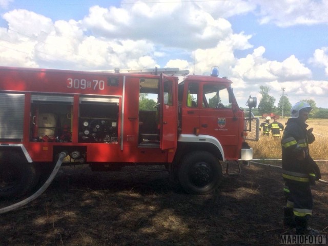 5 zastępów straży pożarnej gasiło w czwartek (26 lipca) pożar zboża na pniu w Kuźnicy Katowskiej w gminie Popielów. Ogień pojawił się od kombajnu. Działania strażaków zostały już ukończone. Nie jest to jedyny pożar, do którego w czwartek wyjeżdżają opolscy strażacy. Gasili oni także ściernisko w Lubieni, pracują również pod Olesnem, gdzie gaszą nasyp kolejowy.