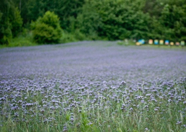 Facelia przy pasiece w Topolinku kwitnie dwa razy w roku. Pszczoły za nią przepadają.