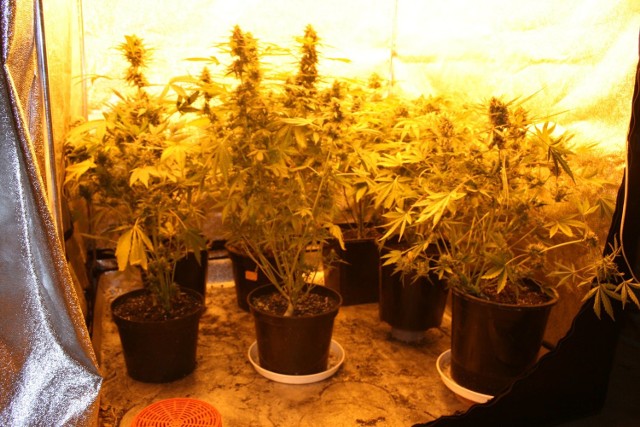Na poddaszu jednego z mieszkań w Radomiu policja znalazła kilka sadzonek konopi indyjskich. 31-latek, do którego należała uprawa, posiadał w domu jeszcze susz marihuany.