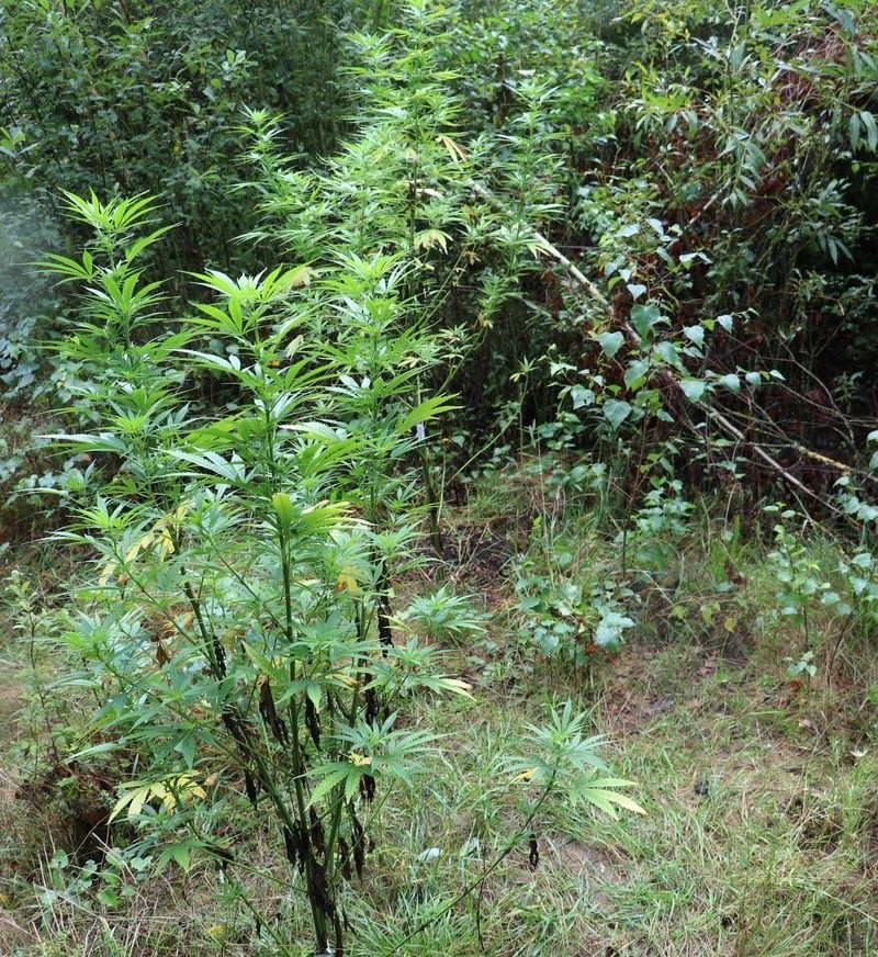 Plantacja konopi indyjskich rosła w lesie pod Hajnówką