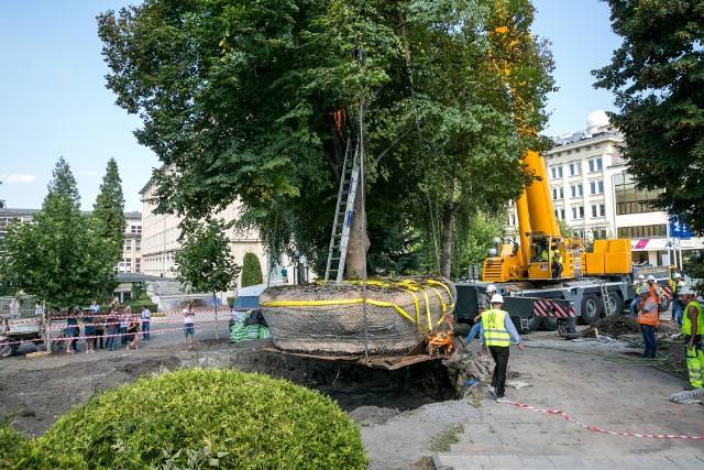 W Krakowie przesadzono 34-letnią lipę o wysokości ok. 15 metrów