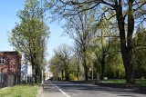 Wycinka 38 drzew w Prudniku pod budowę nowej ścieżki rowerowej?