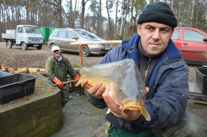 Wierzchosławicki karp hodowany jest w naturalnych warunkach...