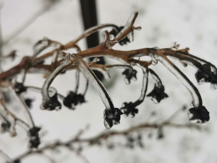 Lód na roślinach udało się uchwycić na zdjęciach Annie Nideckiej. Zobacz tę magię!