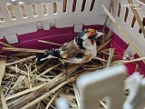 Jaworzno: Przetrzymywał bez zezwolenia w swoim domu ptaki objęte ścisłą ochroną gatunkową