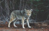 Atak wilków na Dolnym Śląsku. Wdarły się na podwórko i zagryzły zwierzęta